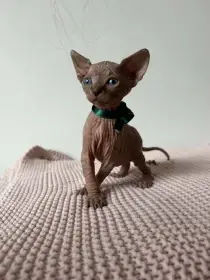 Nádherná sphynx koťátka bez PP 
