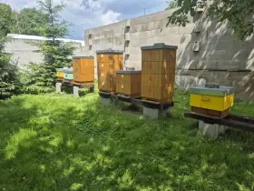 Včelí oddélky 39x24