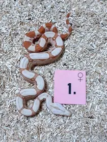 Hroznys kralovsky RLT Albino het Snow Kahl