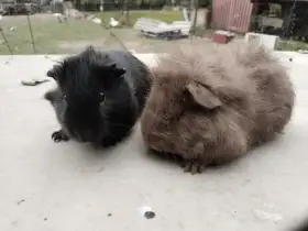 Samci