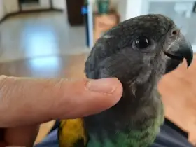 Ručně dokrmený sameček papouška žlutotemenného