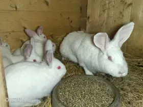 Mladí králici Hyla