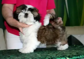 Shihtzu