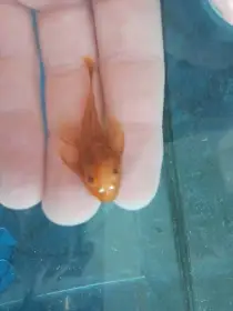 Ancistrus super red
