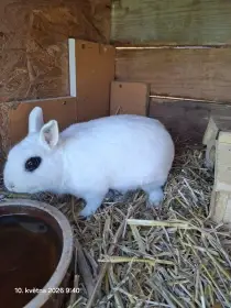 Zakrslý Hototský králík