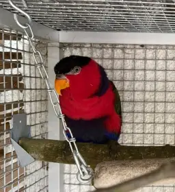 Lorius lory erythrothorax