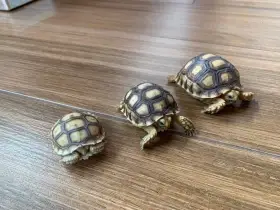 Mláďata želvy ostruhaté