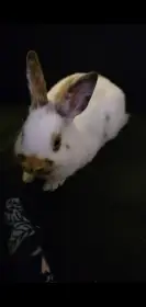Prodam zakrslé králíky