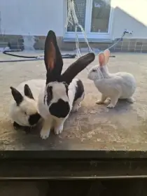 Kralik dokrm a chovprodam kraliky