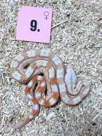 Hroznys kralovsky RLT Albino het Snow Kahl