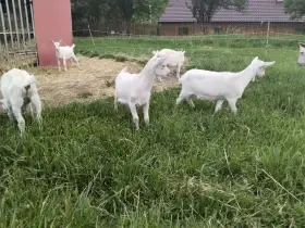 Prodám tři bílé kozliky