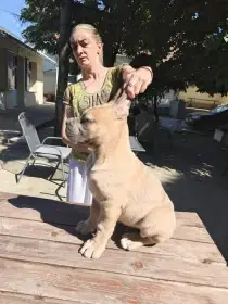 Cane Corso – Krásná formentino štěňata na prodej
