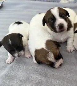 Jack Russell terier - štěně s PP