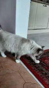 matka