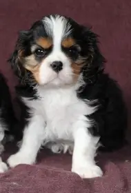 Kavalír king charles španěl