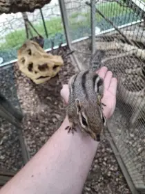 Čipmank východní (Tamias striatus)