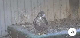 Predám mladé Sokola Sťahovavého