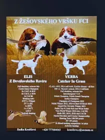 Štěňátka Irského červenobílého setra