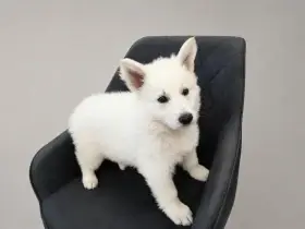 Ares