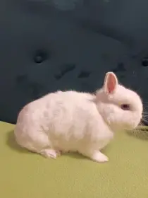 Zakrslý králík Hermelín