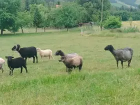 Letošní beránci Shetlandky