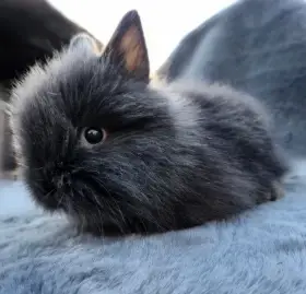 Zakrslý Teddy králíček, králík