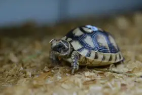 Mláďata testudo graeca želva žlutohnědá