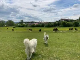 Pyrenejský horský pes – štěňata s PP