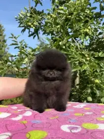 Pomeranian pejsek