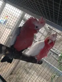 Ručně dokrmené samičky kakadu růžový