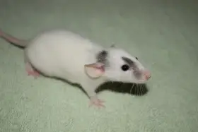 Potkánci dumbo, standard, dwarf okr. Kolín