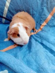 Morčátka us teddy