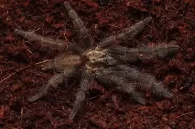 2.0 Ad. Heterothele villosella