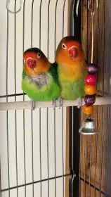Pár Agapornis