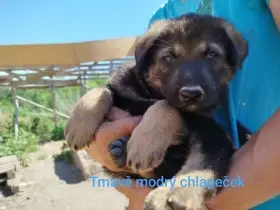 Štěňata kříženec Českosl.vlč.xHuskyxNěmec.ovč..