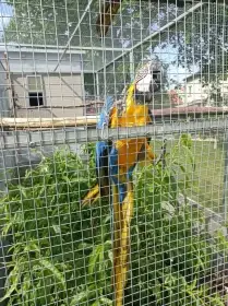 Ara Ararauna 1.0, prodám nebo vyměním