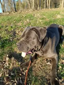 Cane corso