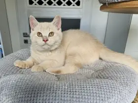 Britský krémový kocourek