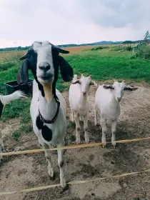 Kozí ségry, kozičky, kůzlata