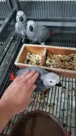 Žakové ručně dokrmení