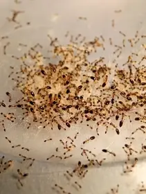 Mravenec květinový (Monomorium floricola)