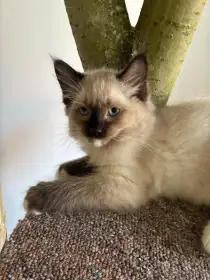 Ragdoll - kotě