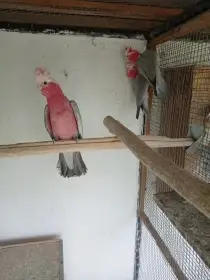 Kakadu růžový