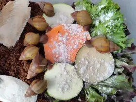 Lissachatina fulica hamillei rodatzi
