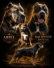 American bully XL