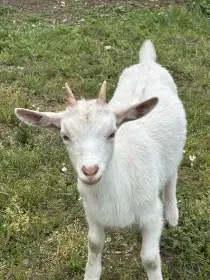 Kozička