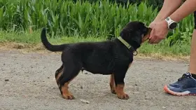 Štěňata rotvajler s PP - Rottweiler - štěně RTW