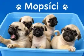 Mops