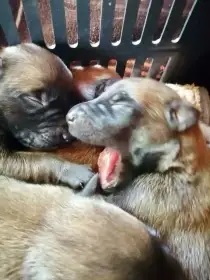 Štěňata belgického ovčáka malinois s rodokmenem