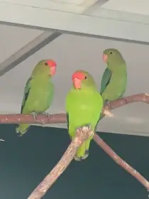 Agapornis etiopský